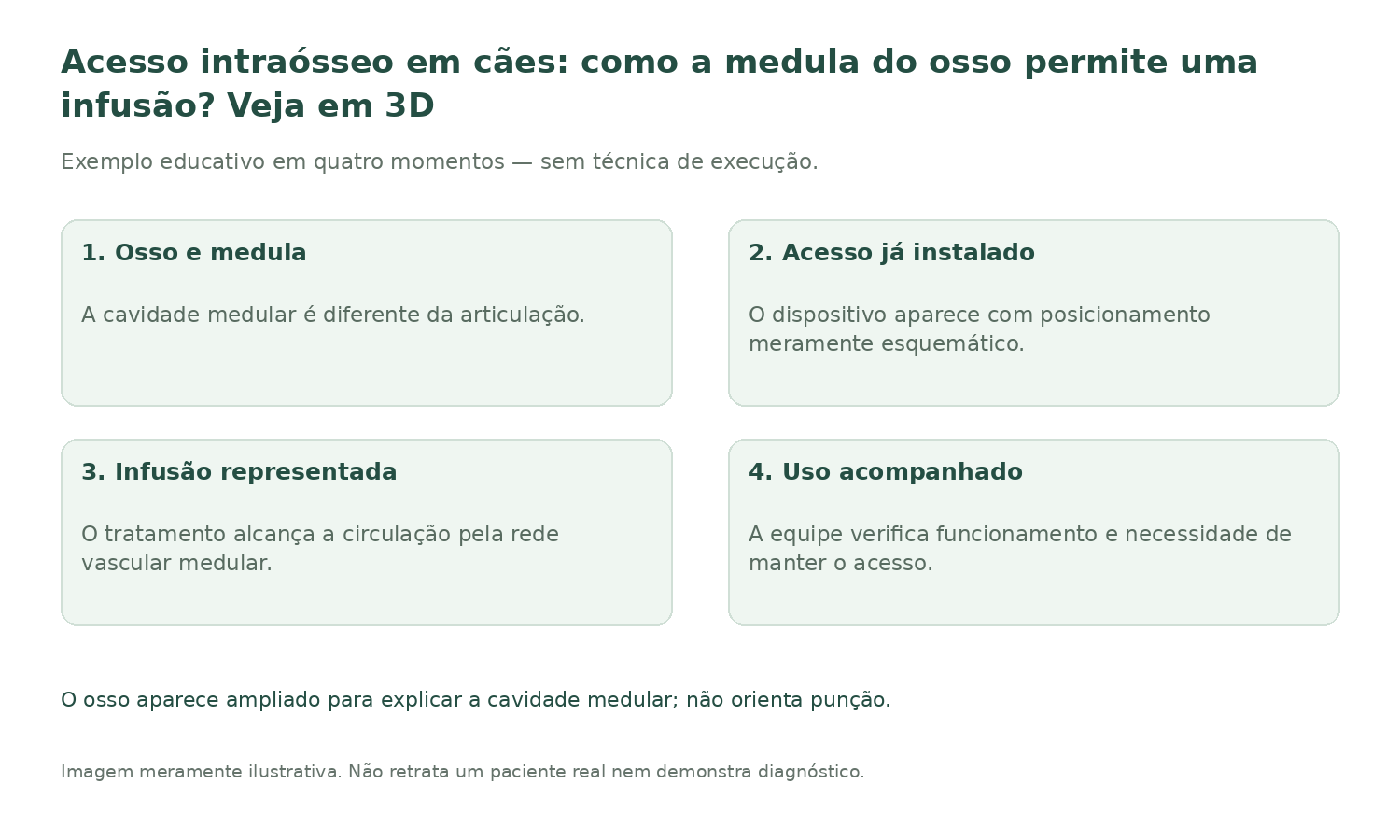Resumo ilustrado: Acesso intraósseo em cães: como a medula do osso permite uma infusão? Veja em 3D