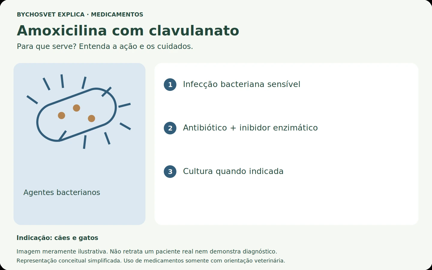 Amoxicilina com clavulanato: esquema em português sobre ação, indicações e cuidados.