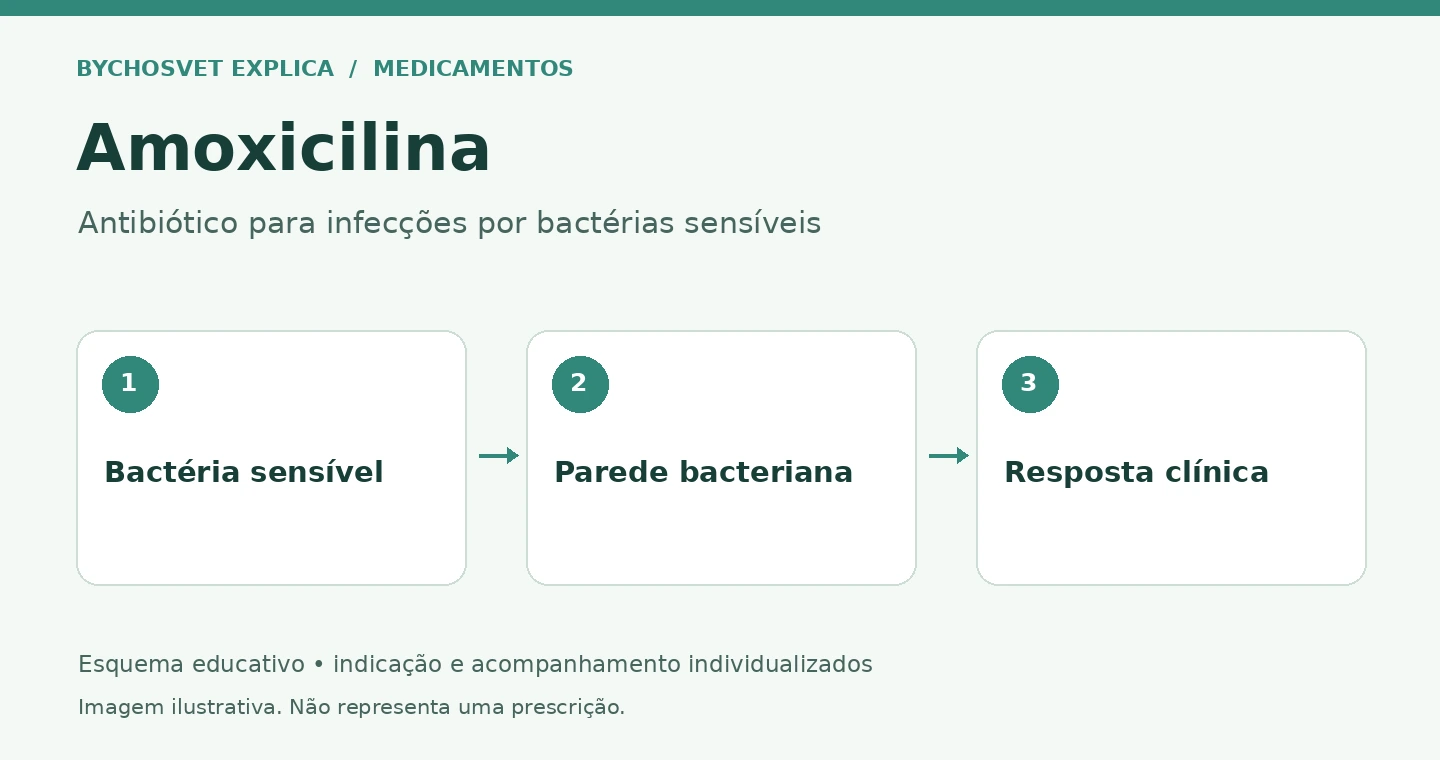 Amoxicilina: Bactéria sensível, Parede bacteriana, Resposta clínica