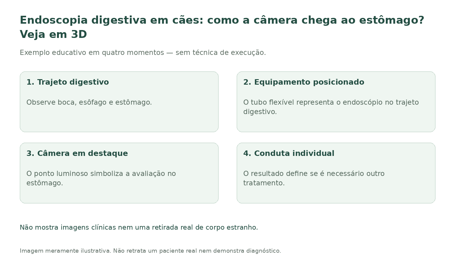 Resumo ilustrado: Endoscopia digestiva em cães: como a câmera chega ao estômago? Veja em 3D