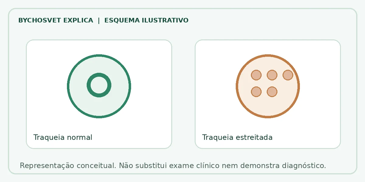 Esquema ilustrativo: Traqueia normal em comparação com Traqueia estreitada