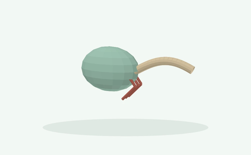Modelo 3D esquemático: Cauda e musculatura da base