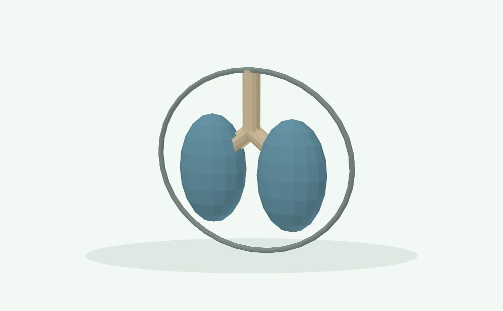 Modelo 3D esquemático: Vias respiratórias e deglutição