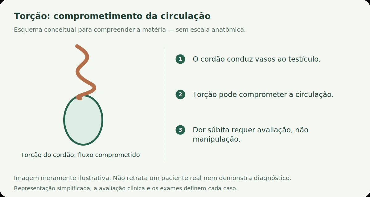 Esquema conceitual: Torção testicular em cães: dor súbita pode acontecer mesmo sem inchaço na bolsa?